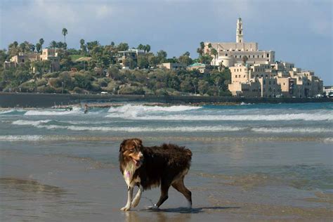 tel aviv cheap pet friendly hotels|The best pet.